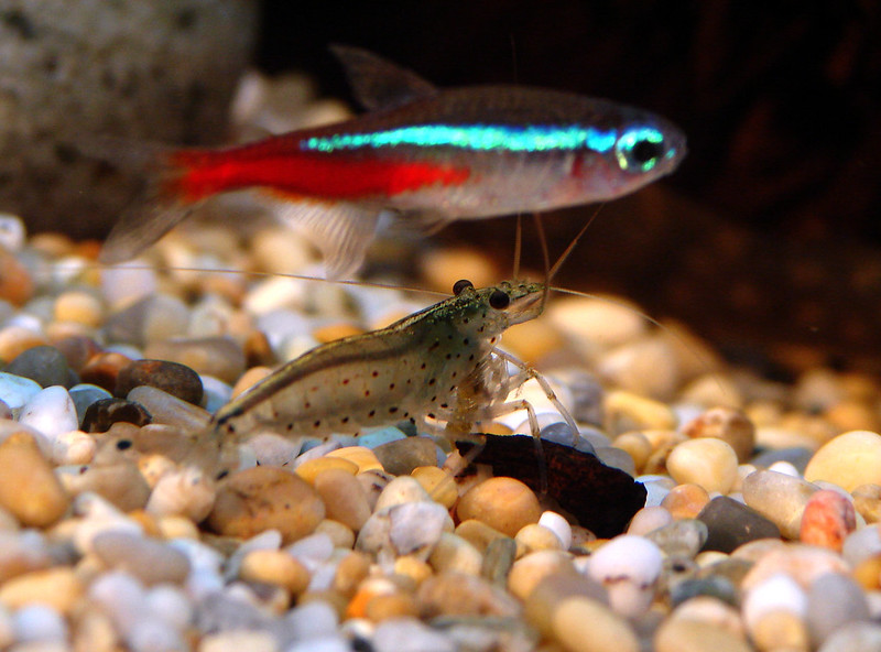 Featured Fish: Neon Tetra - The Tye-Dyed Iguana - Reptiles and Reptile  Supplies in St. Louis.