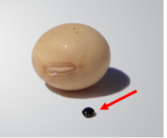 Tamanho de uma semente de caruru em comparação com semente de soja