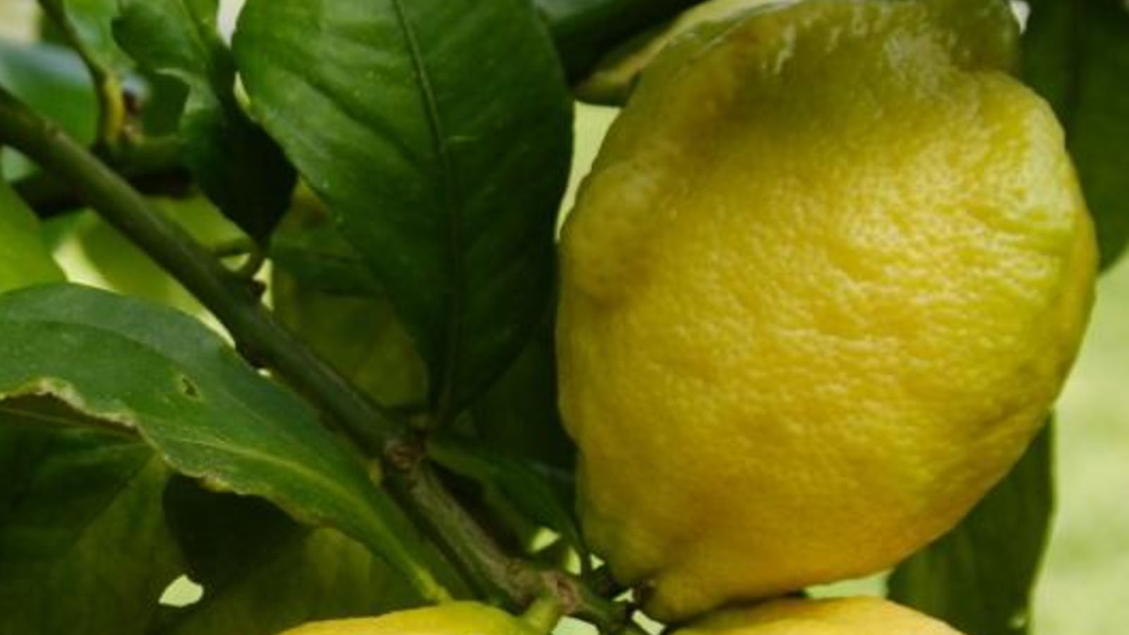 types of lemons
