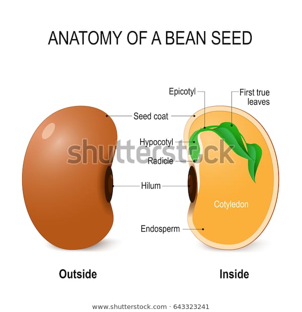 Image result for structure of a bean seed