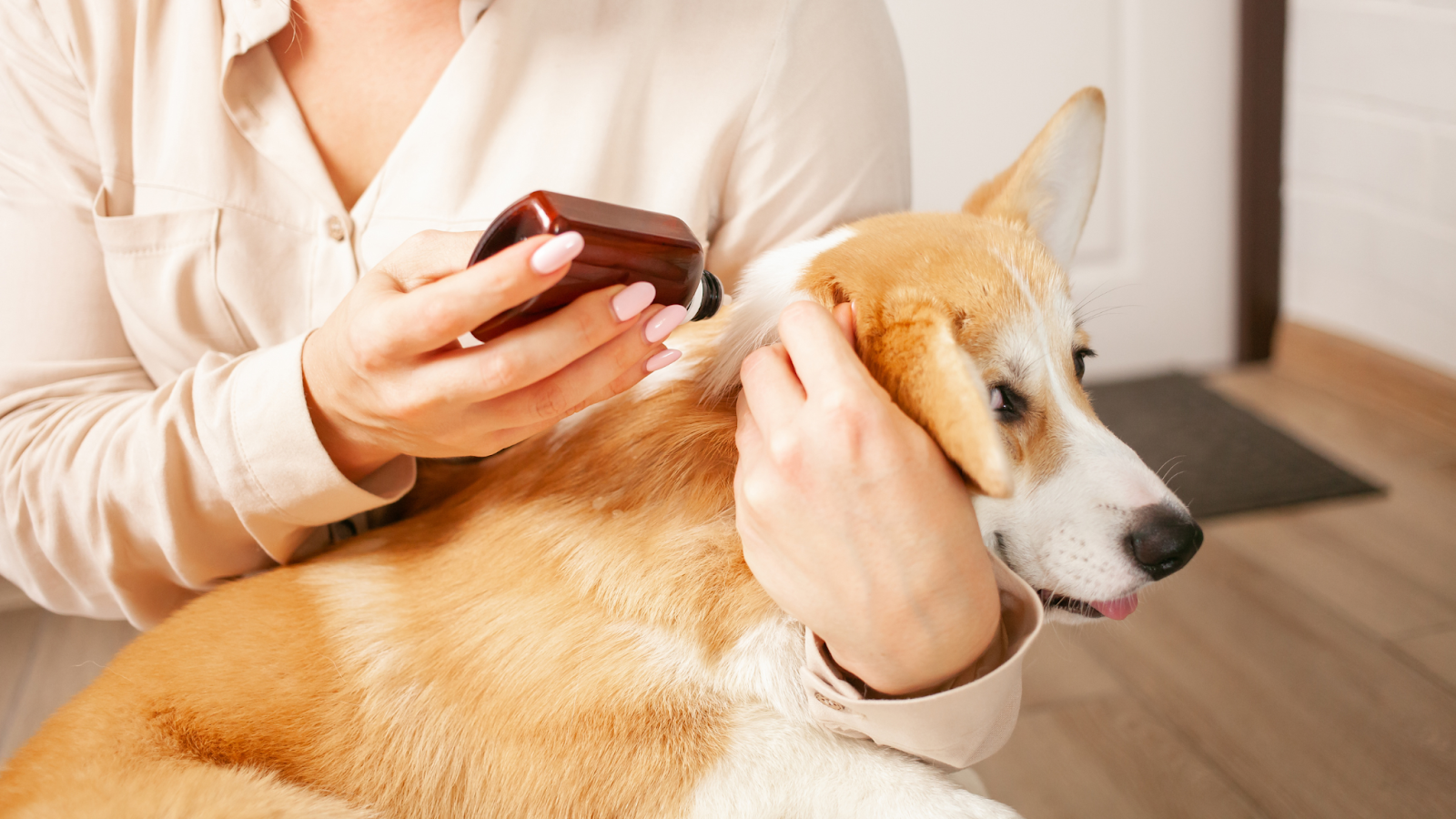 There are many treatments for dog fleas, including topical and oral medications, shampoos, collars, and more.