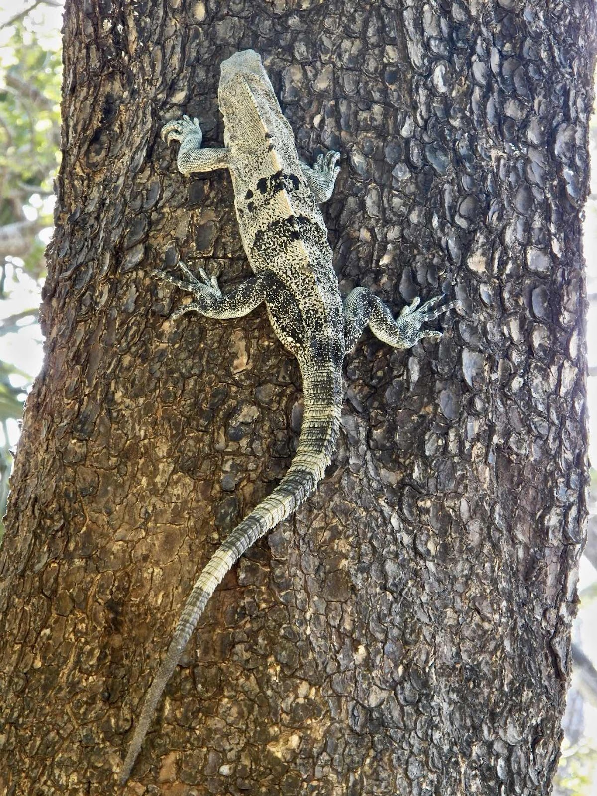 Iguana, Guanacaste, Costa Rica