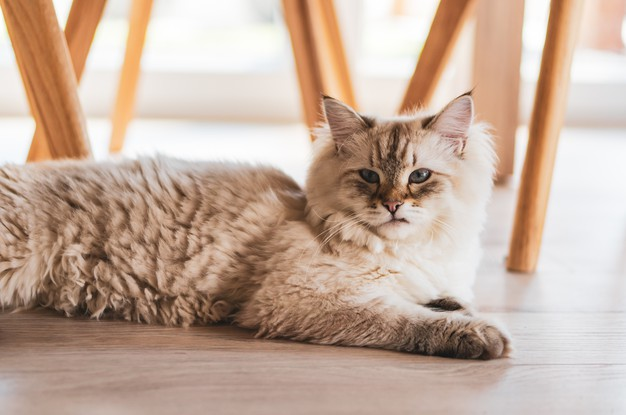 How to Fix Worn Spots on Hardwood Floors