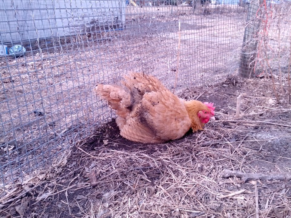 Blanche, the Buff Orpinton hen takes a dirt bath.