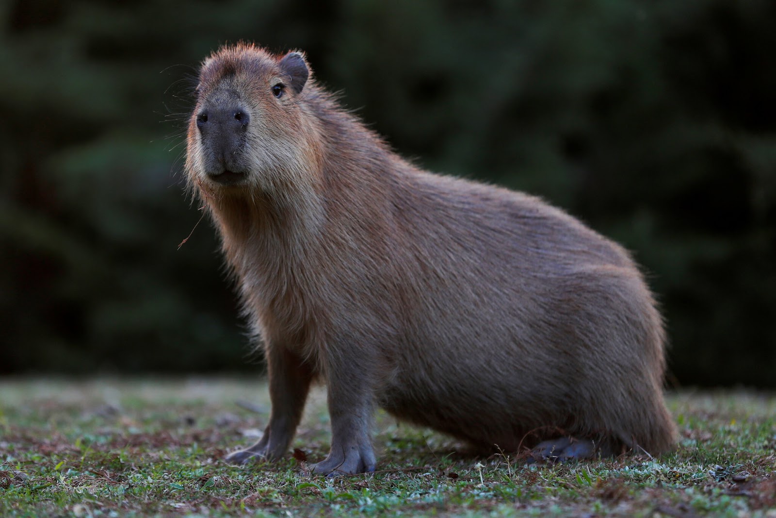 How Big Can Capybaras Get