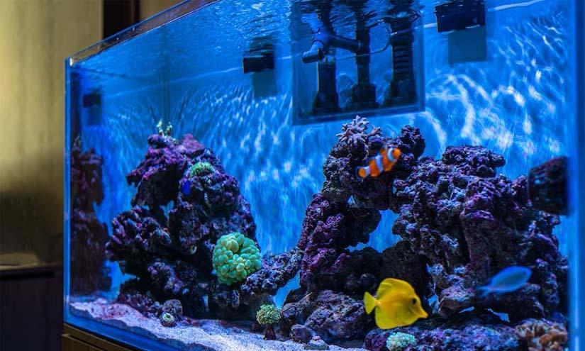 aquario-com-peixes-coloridos