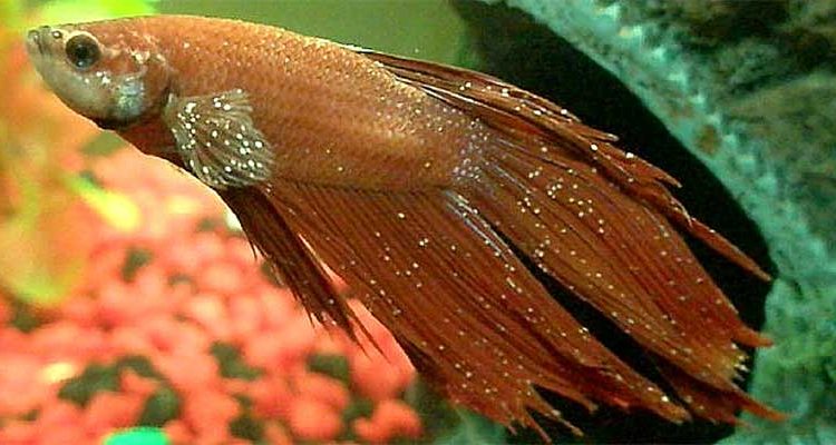 Betta fish with white spot disease