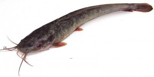 Jenis Ikan
