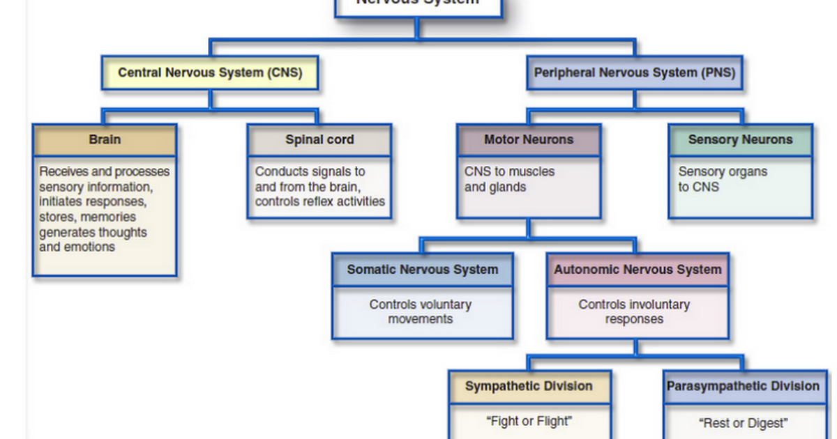 Nervous System:  Central and Peripheral & Autonomic and Somatic 