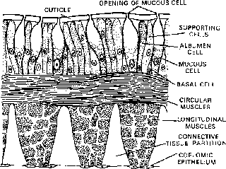 Earthworm Classification and Body wall