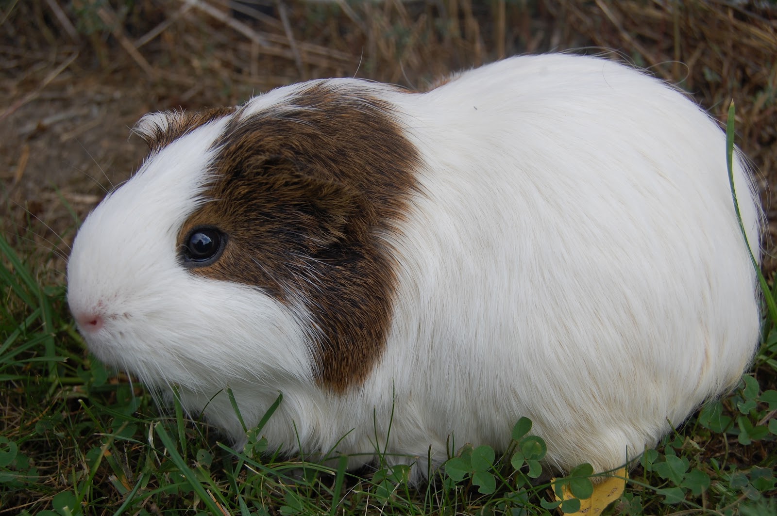 https://upload.wikimedia.org/wikipedia/commons/e/e6/Guinea_pig_Lucas.JPG