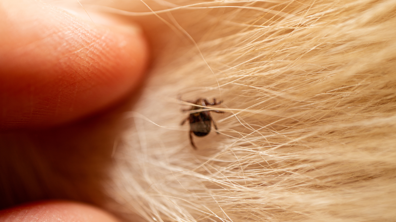 In addition to Lyme disease, there are several other infections that can be caused by ticks.