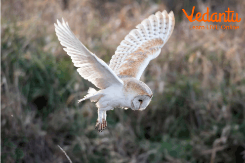 This image shows the owls have soft feathers