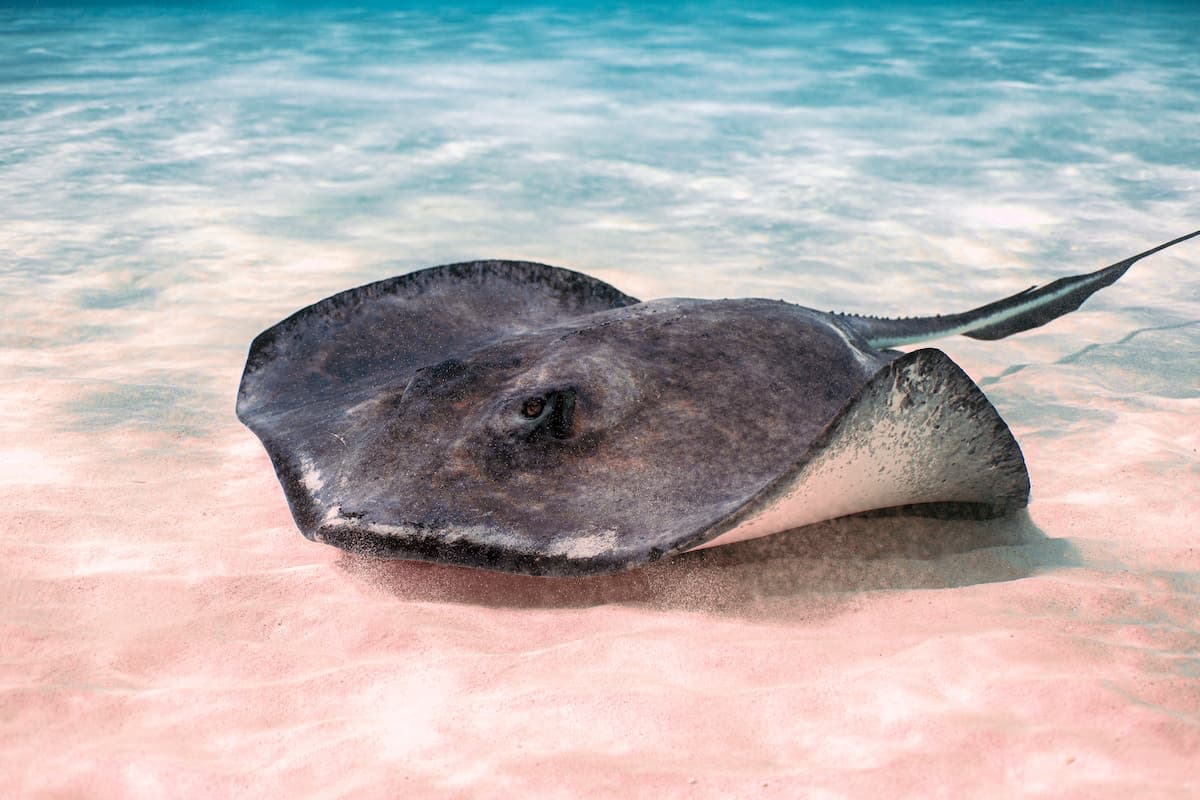 Stingray Grand Cayman Island