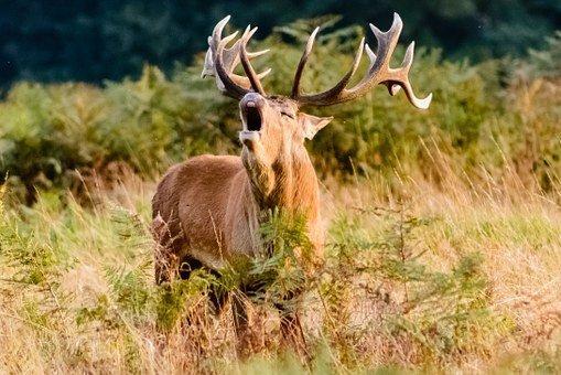 Stag, Red Deer, Male, Deer, Wildlife