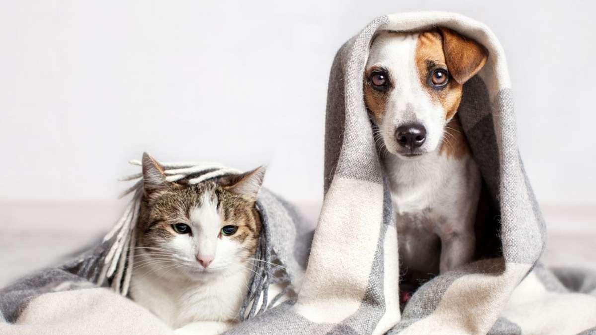 10 cuidados essenciais com os pets no inverno