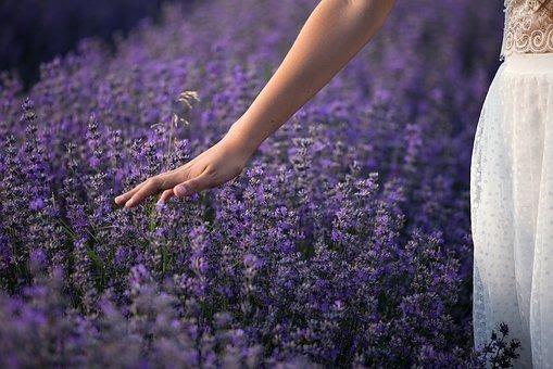 Lavender, Nature, Flowers, Plants