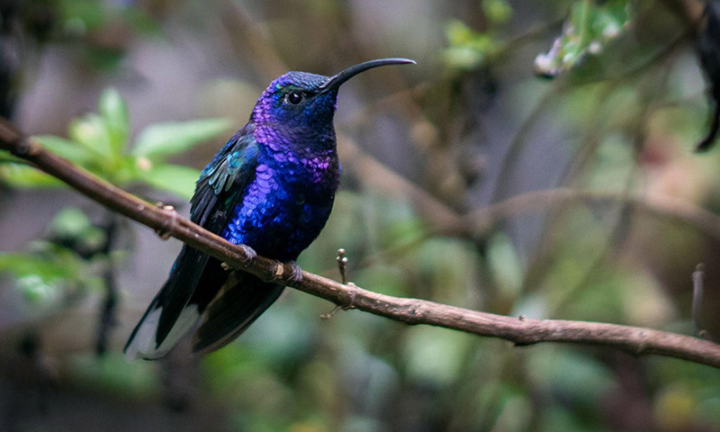 The Violet Sabrewing (Campylopterus hemileucurus)