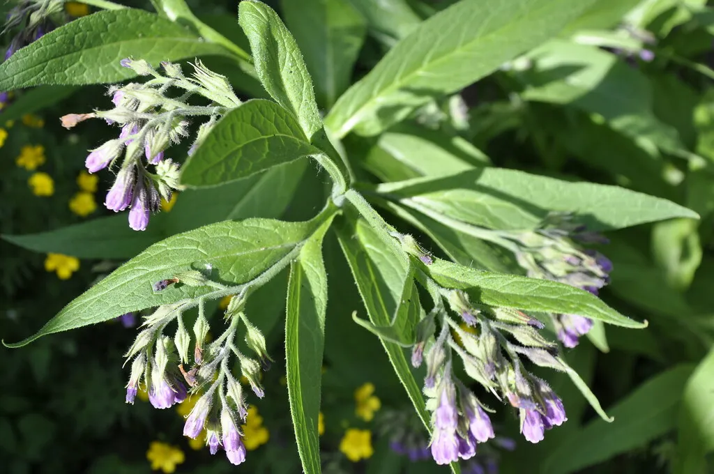 What is the common comfrey plant