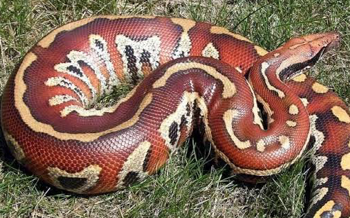 Blood Python