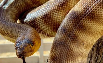 Woma Python