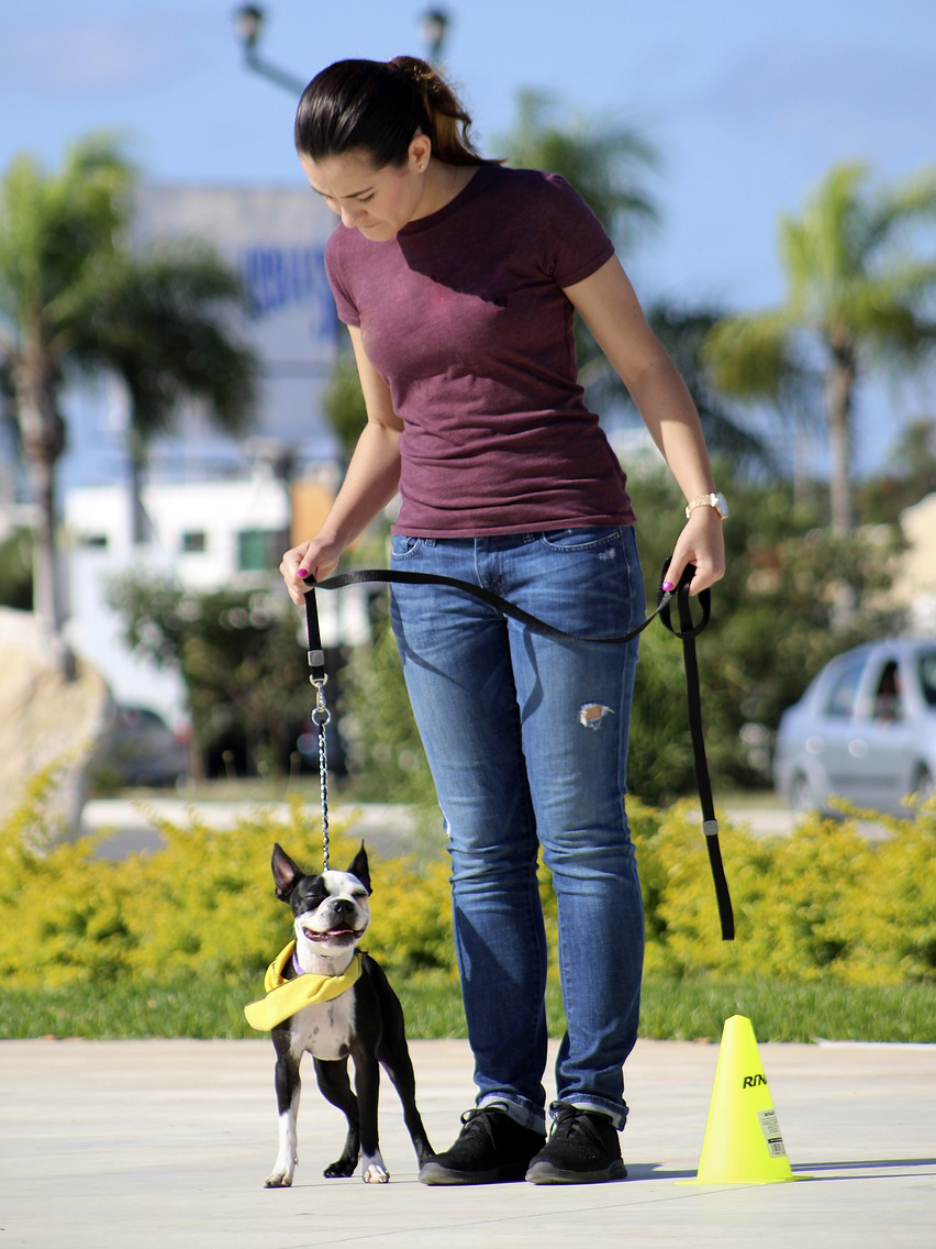 Top 10 Best Dog Breeds For Long Walks