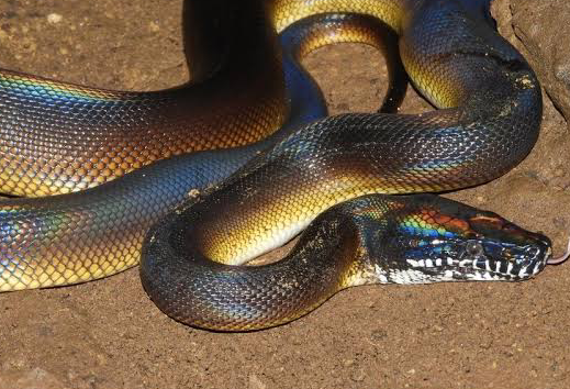 White-Lipped Python