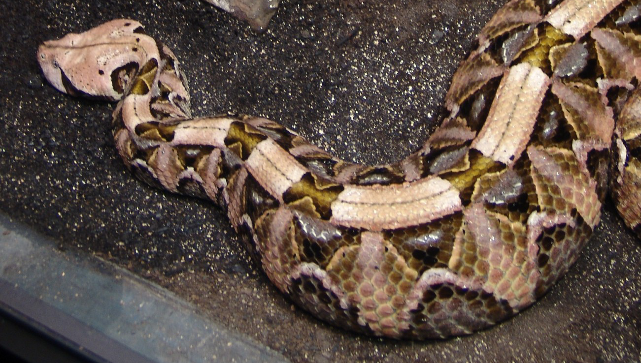 Gaboon Viper