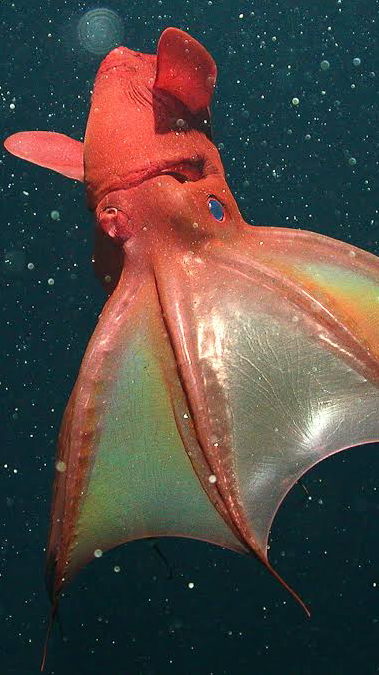 6 fun facts about vampire squid