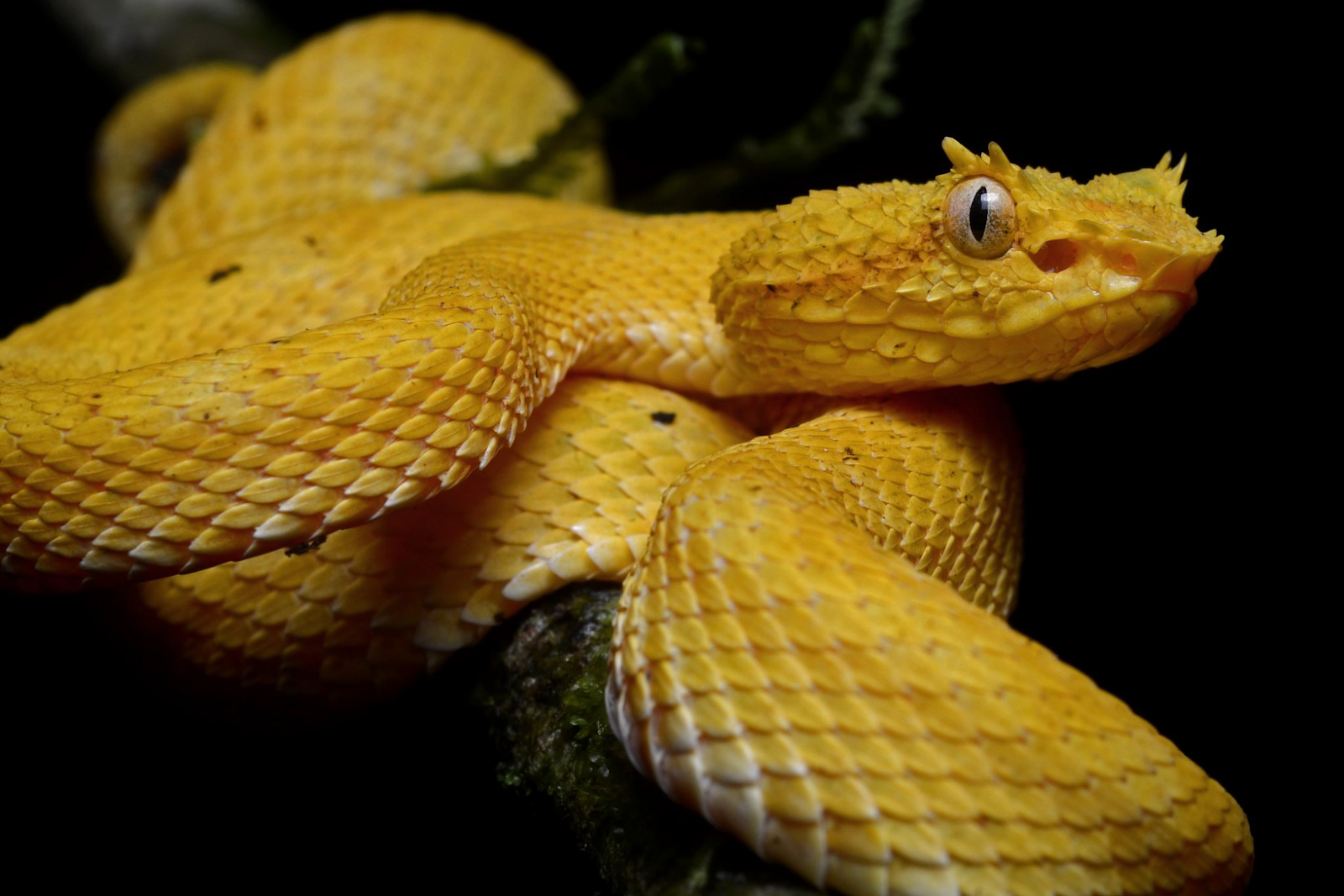 Eyelash Viper
