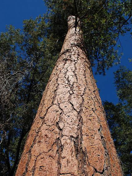 The Most Beautiful Pine Tree