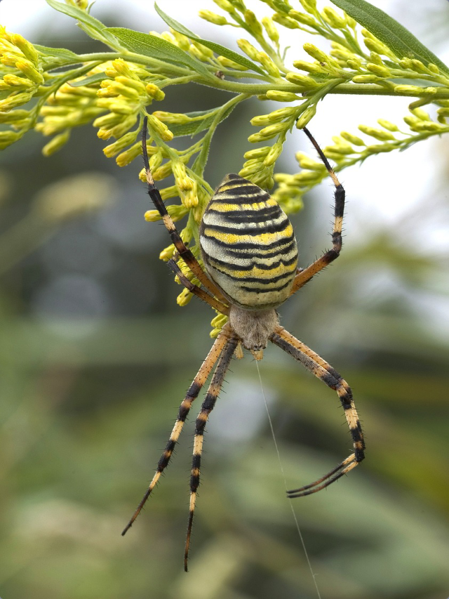 Top 10 World's Most Beautiful & Colorful Spiders