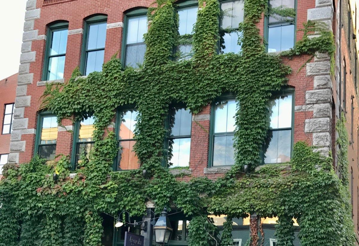 A building with ivy growing on it

Description automatically generated with low confidence