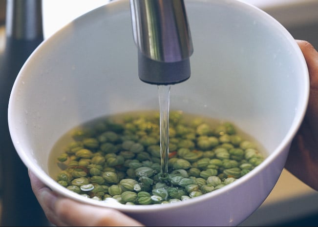 Washing the nasturtium seeds