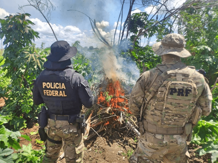 Operação Muçambê III: Mais de 500 mil pés de maconha foram erradicados no  Sertão de Pernambuco | Blog do Carlos Britto