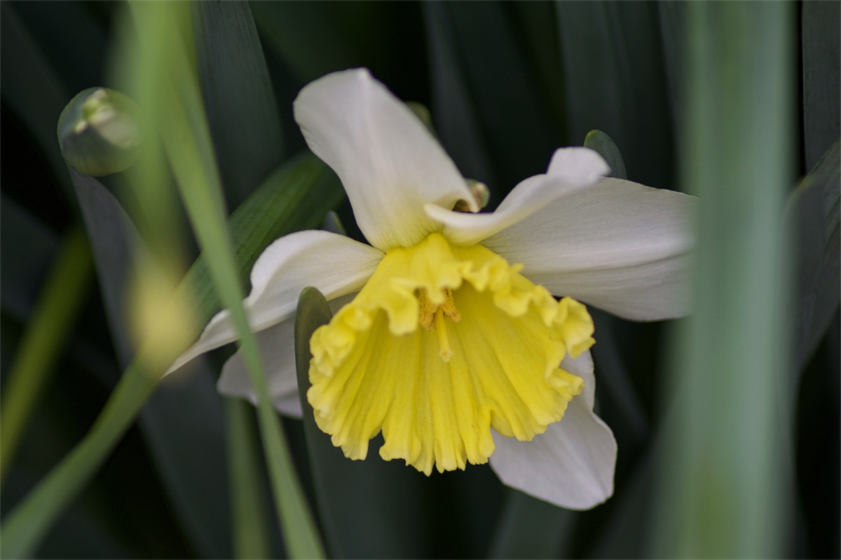 Neighbor Daffodils 2.jpg