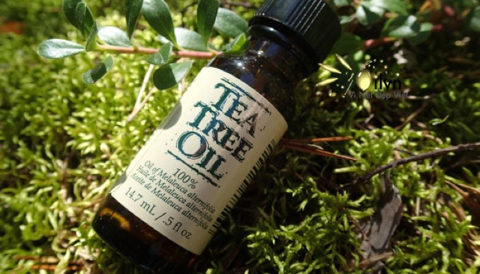 Is Tea Tree Oil Safe For Dogs - Everything You Need to Know