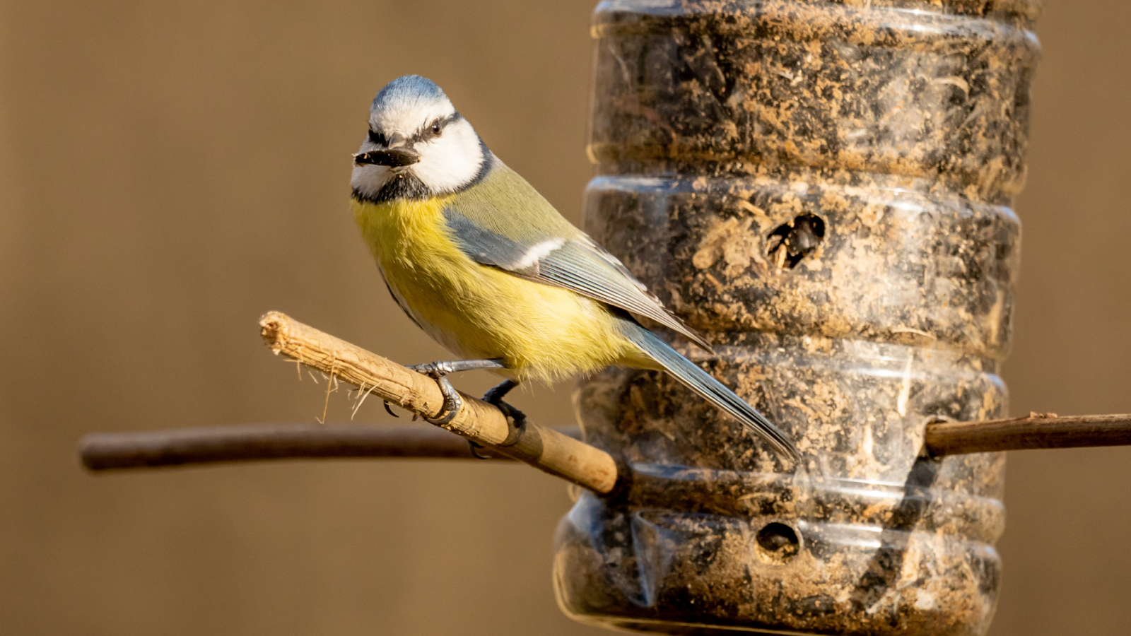 bird sitting on a bird feeder