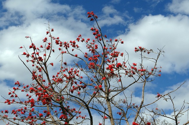 trees name in hindi