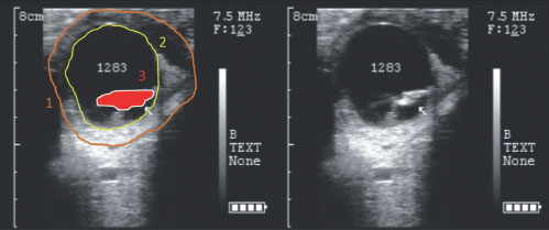Embrión de alpaca con 43 días de edad