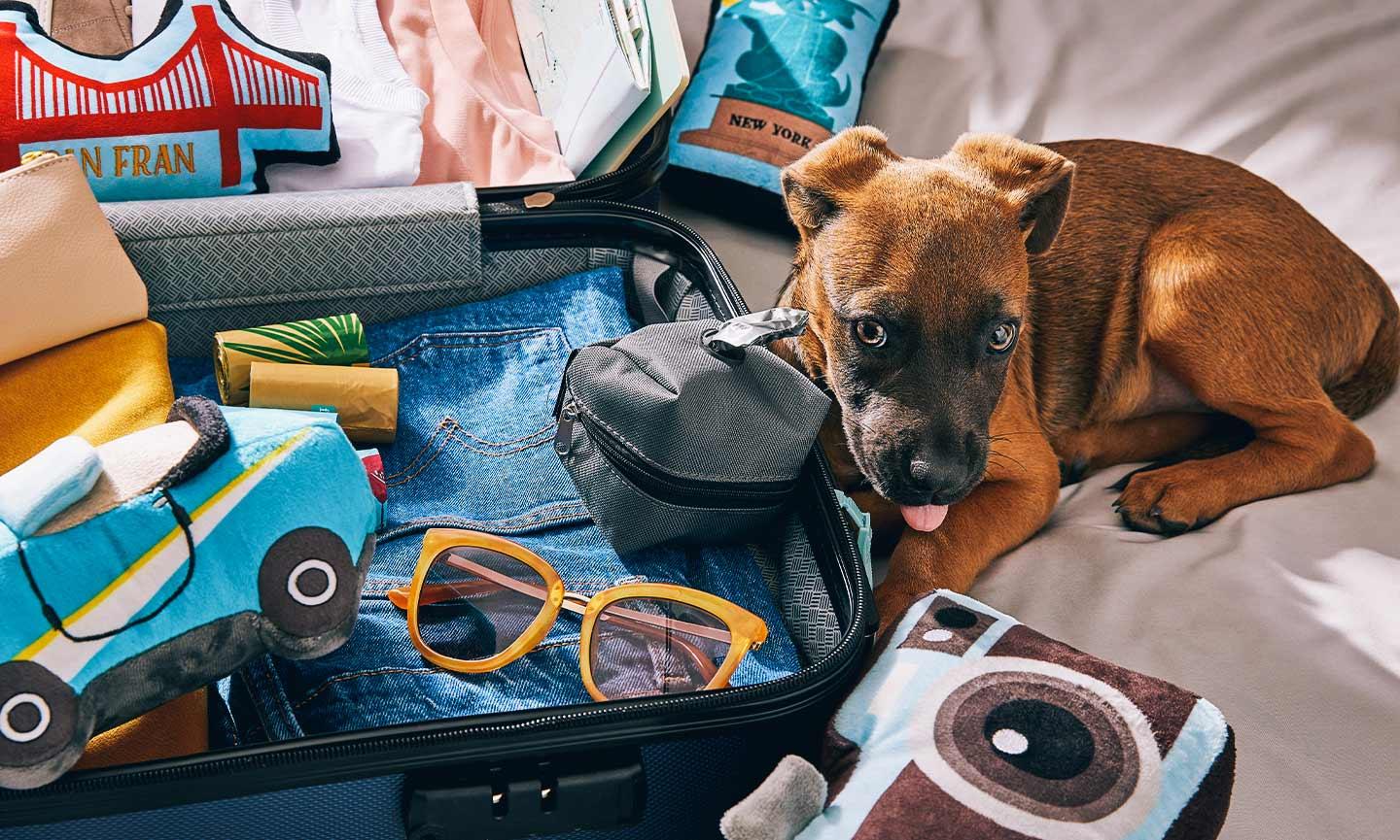 11 Tips for Traveling with a Puppy | BeChewy
