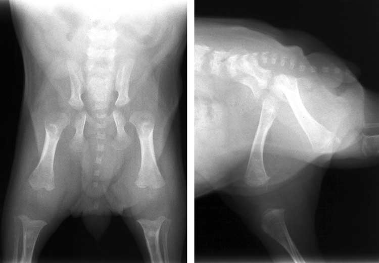Orthogonal radiographs of the pelvis of a 5-month-old intact female miniature Schnauzer puppy that was presented with a nonspecific history of chronic lethargy