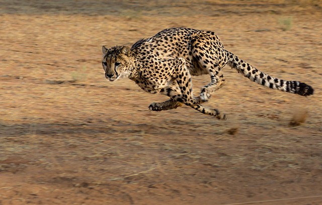 wild animals name in hindi
