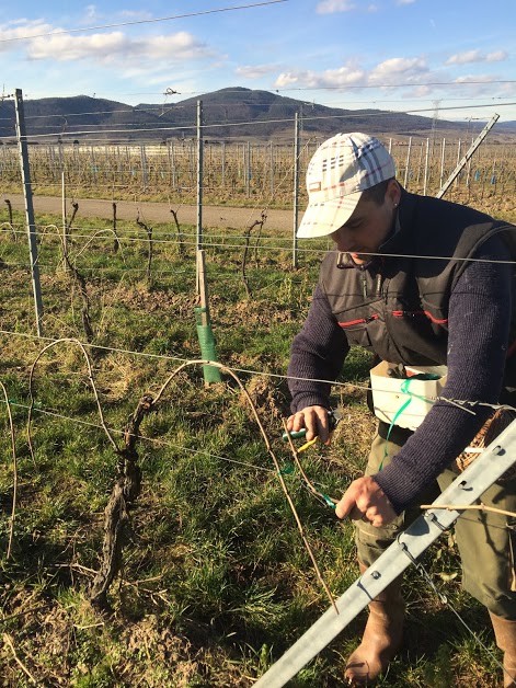 Vigneron en train de lier sa vigne (taille en guyot double arqué)