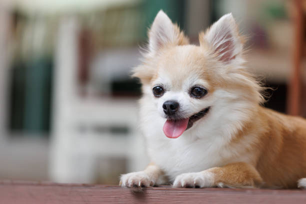 Reading Your Chihuahua's Body Language 