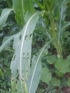 corn plant pest and diseases. this plant is affected by corn worm.