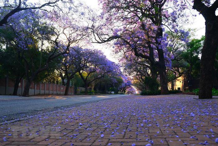 Pretoria – thành phố hoa phượng tím của Nam Phi - ảnh 8