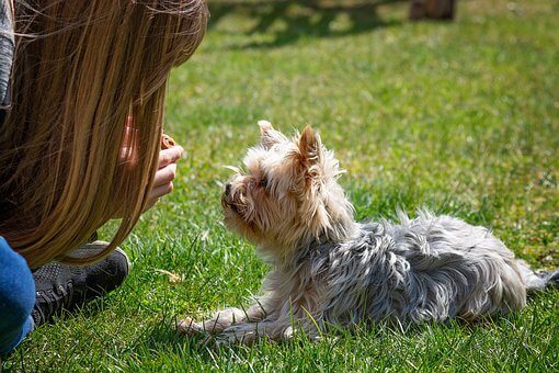 When To Neuter A Yorkie?