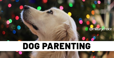 How to take care of my puppy dog