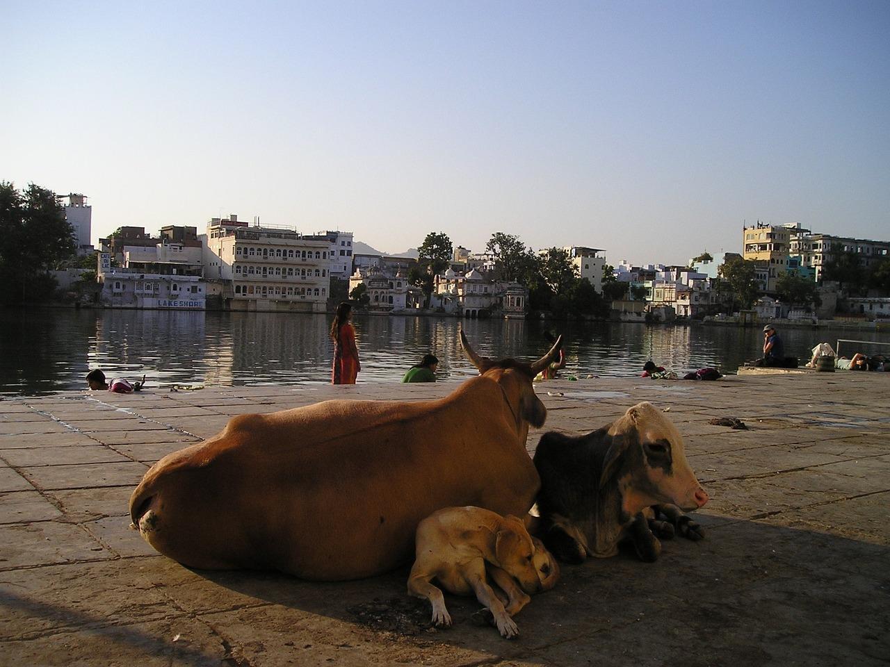 A group of animals lay near each other

Description automatically generated with medium confidence